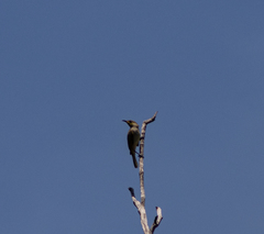 Lichmera indistincta limbata