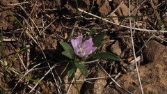 Lewisia brachycalyx