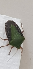 Pentatomidae