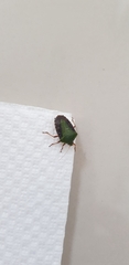 Pentatomidae