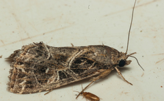 Callopistria yerburii