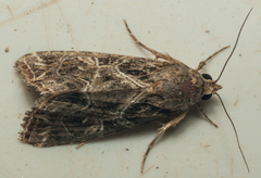 Callopistria yerburii