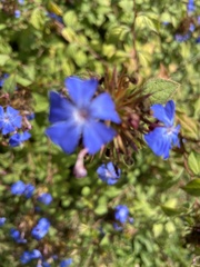 Ceratostigma plumbaginoides