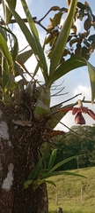 Mormodes