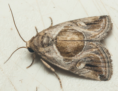 Deltote johnjoannoui