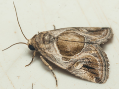 Deltote johnjoannoui