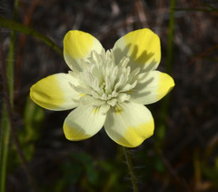 Platystemon californicus