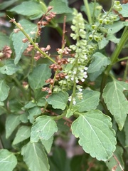 Basilicum polystachyon