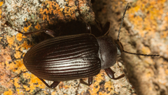 Hoplonyx