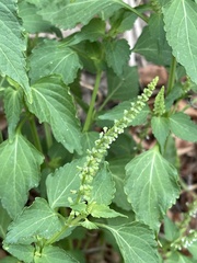 Basilicum polystachyon