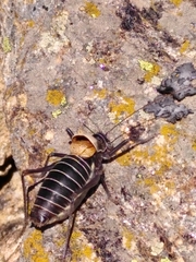 Lluciapomaresius stalii