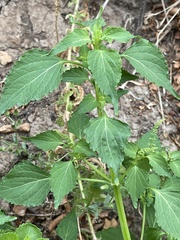 Basilicum polystachyon