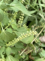 Basilicum polystachyon