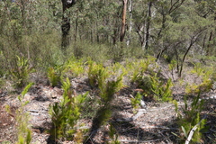 Caustis blakei macrantha