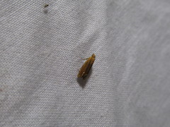 Lathronympha strigana