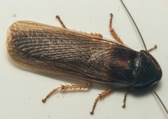 Cyrtotria