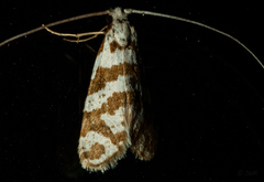 Ceromitia wahlbergi