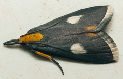 Episindris albimaculalis