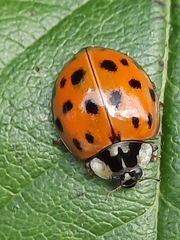 Harmonia axyridis