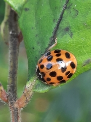 Harmonia axyridis