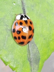 Harmonia axyridis