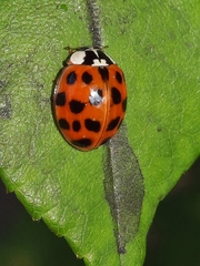 Harmonia axyridis