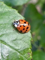 Harmonia axyridis