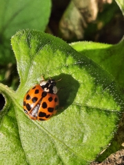 Harmonia axyridis