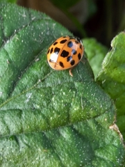 Harmonia axyridis