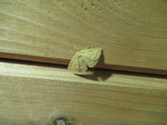Psammotis pulveralis