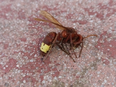 Vespa orientalis