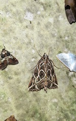 Charca fulminea