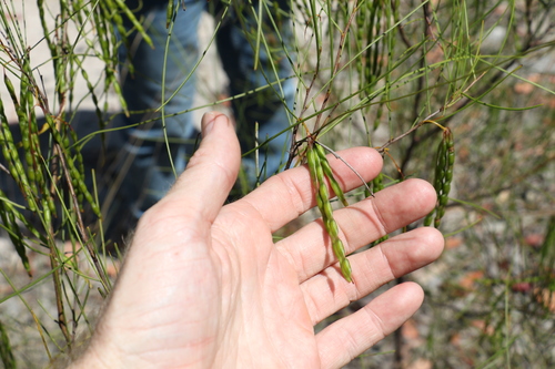 Image of Acacia juncifolia by (c) Greg Tasney, some rights reserved (CC BY-SA)