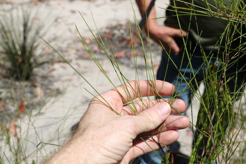 Image of Acacia juncifolia by (c) Greg Tasney, some rights reserved (CC BY-SA)