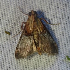 Cacozelia basiochrealis