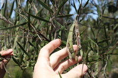 Acacia baeuerlenii
