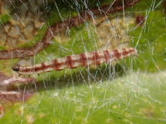 Swammerdamia pyrella