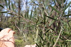 Acacia baeuerlenii
