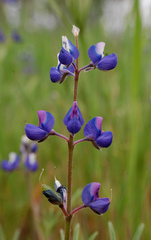 Lupinus nanus