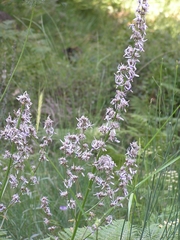 Petromarula pinnata
