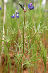 Lupinus nanus