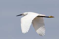 Egretta garzetta