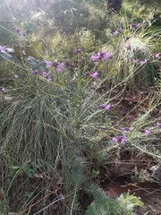 Dalea nemaphyllidia
