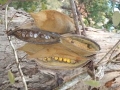 Brachychiton bidwillii