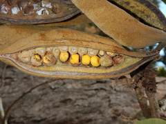 Brachychiton bidwillii
