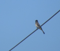 Pycnonotus nigricans superior