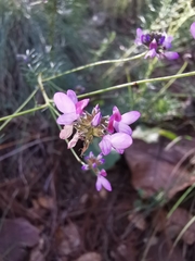 Dalea nemaphyllidia