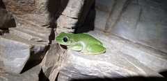 Ranoidea gilleni