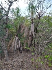 Syagrus flexuosa