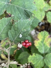 Rubus